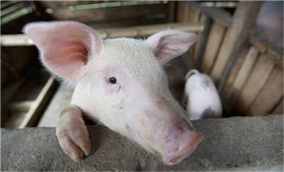 如何“培育”一个400多万头猪的大养殖市场？