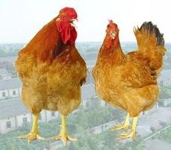 三亚市禁止畜禽养殖区域“年底清理完毕”
