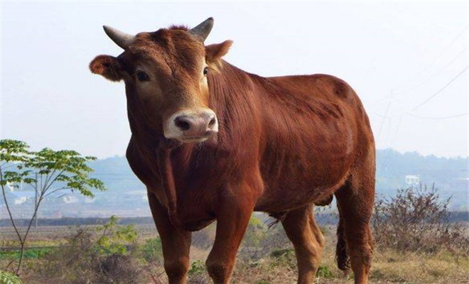 如何预防牛农药中毒
