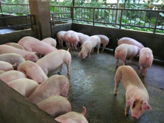 白酒在养猪生产中的妙用
