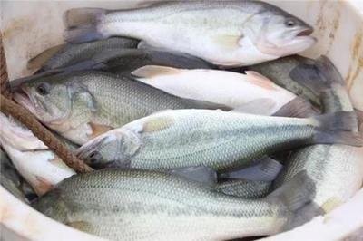 缺大鱼增加0.5元/公斤！苏川鄂鱼车千里抢鱼，市场前景可能继续上涨！
