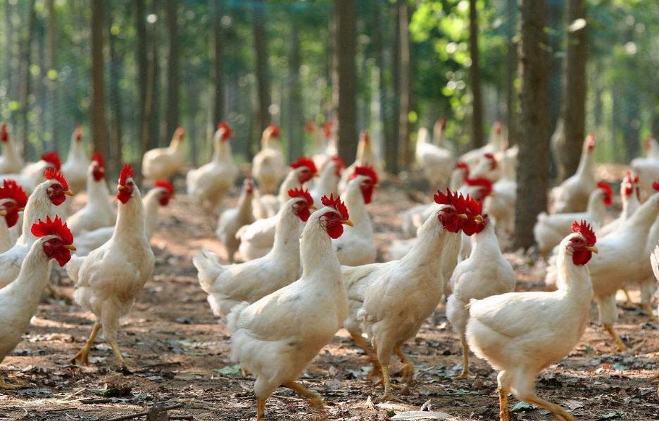 8月27日，CFT鸡的蛋价继续上涨，白羽鸡的价格跌跌
