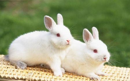 幼兔的饲养管理要点是什么？幼兔常见疾病有哪些防治方法？