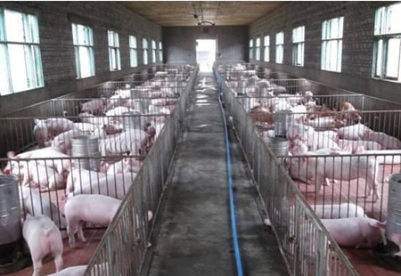 农民夏天应该如何控制养猪场的湿度？有5招可以帮到你！
