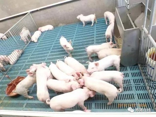 【管理】没有抗生素怎么让小猪不拉肚子
