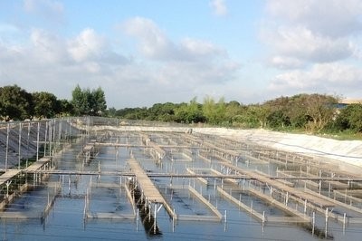 水产养殖中“菌藻平衡”的水培方法

