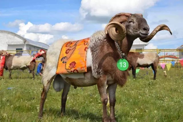 甘肃省地方品种甘南玛曲欧拉羊引种表现
