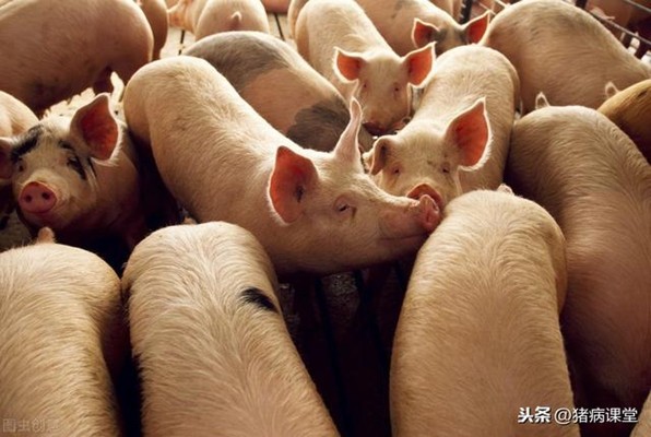 猪是没有价格的，但是育肥猪生长缓慢，体重增加是什么原因？怎么解决？
