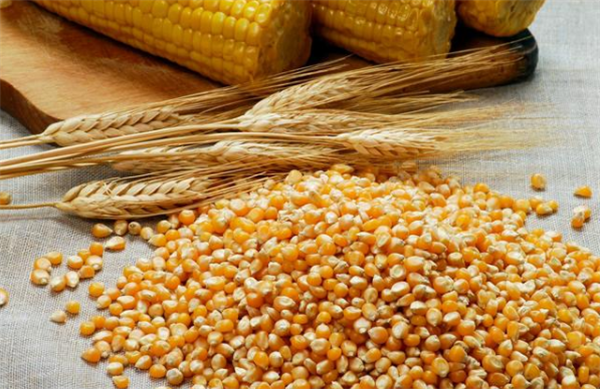玉米市场已经进入关键节点，你要注意这五项！