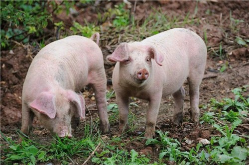 生猪价格连续五天上涨，遭遇“暴跌”？几年前猪的价格是多少？
