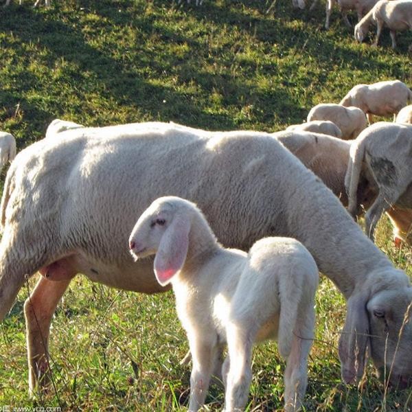 母羊流产了怎么办？春季饲养管理母羊的要点！

