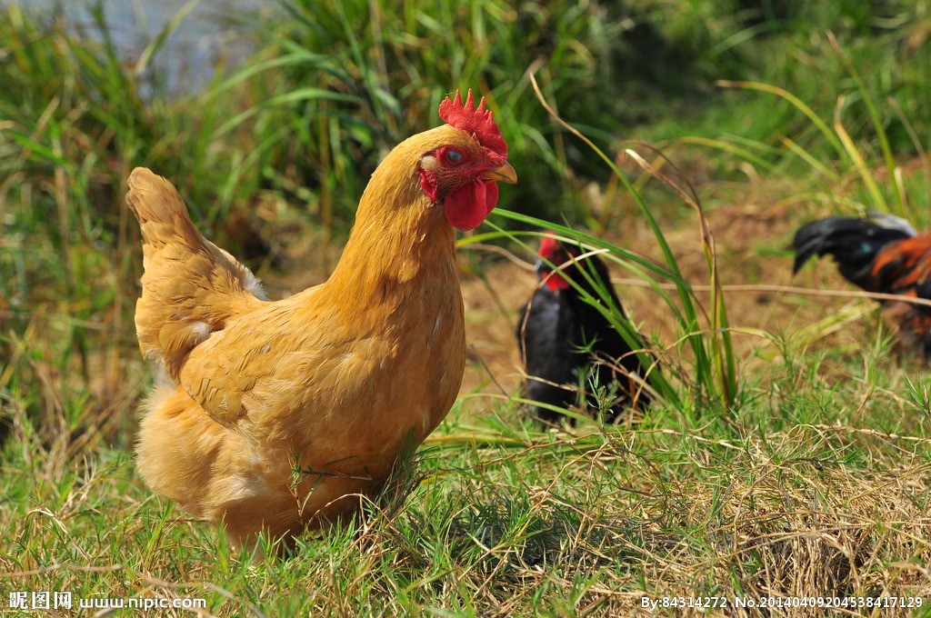 影响家禽孵化率的因素有哪些？家禽的孵化率与什么有关
