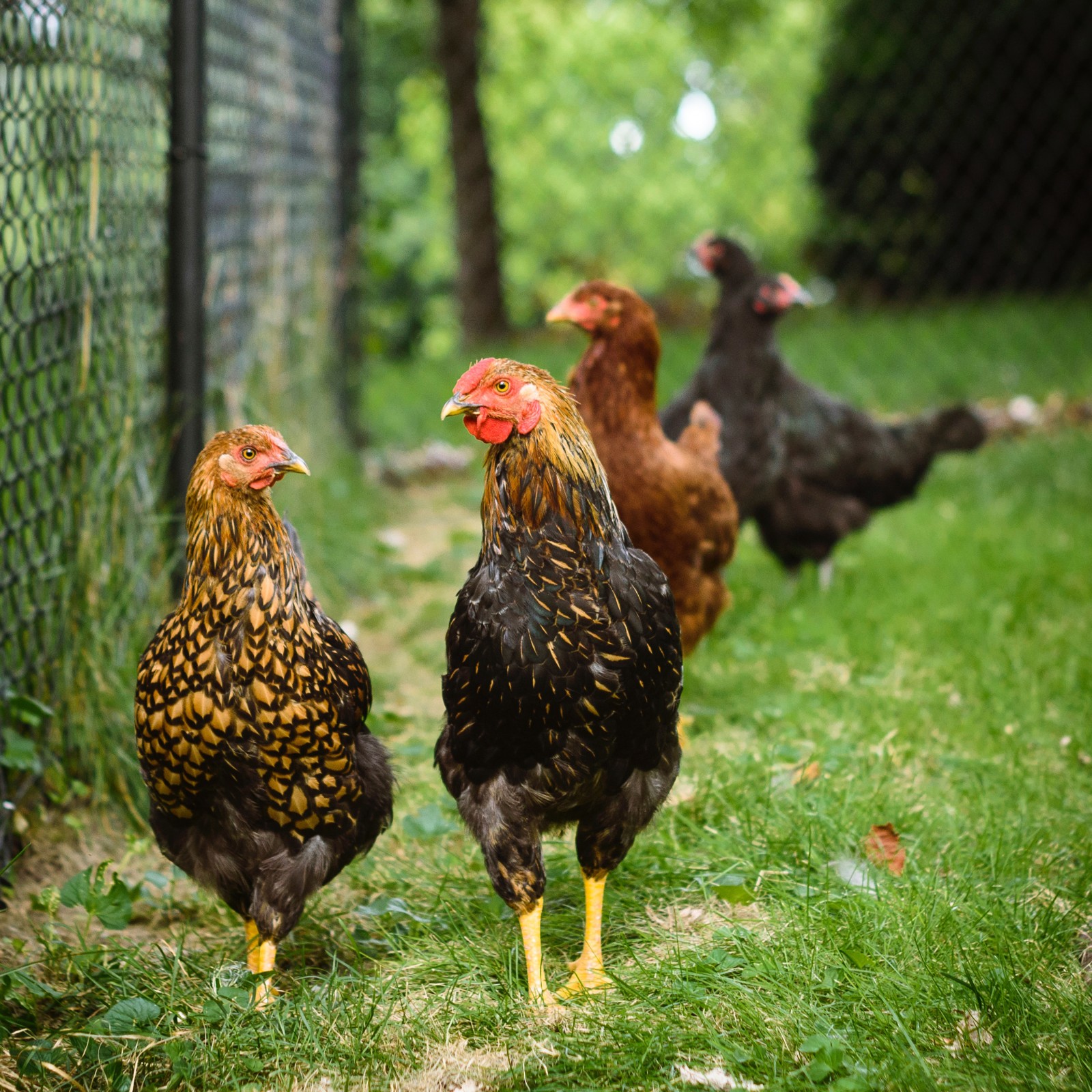 如何利用中草药的护肝作用提高鸡的健康水平？
