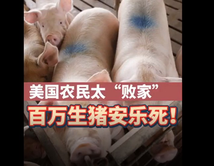 《鸡西观察》专栏:美国农民太“败”了，几百万头猪都安乐死了！
