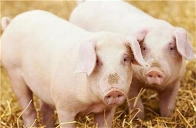 最新猪价预测:南方的猪卖，北方的猪不愿意卖，那么猪价能涨吗？
