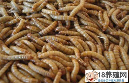 黄粉虫通常吃什么食物
_昆虫养殖(养黄粉虫的技巧)