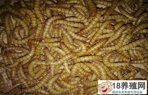 黄粉虫养殖技术:黄粉虫如何养殖
_昆虫养殖(养黄粉虫的技巧)