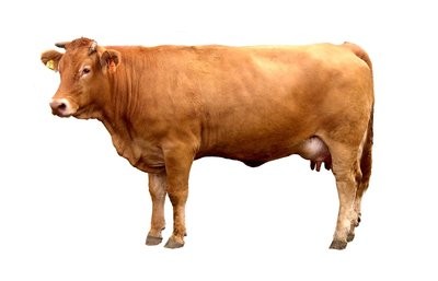 育种:奶牛繁殖管理的技术要点
