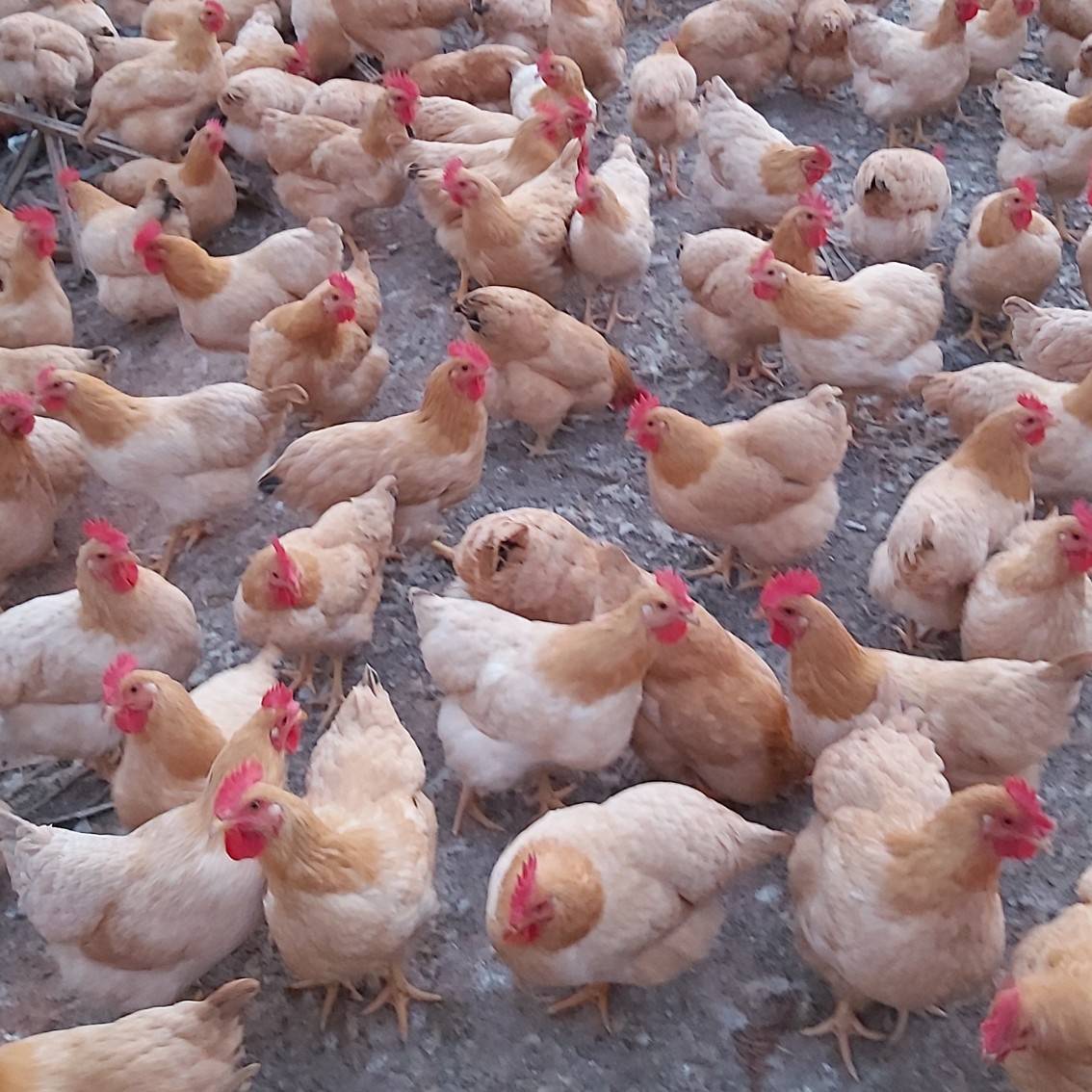肉鸡的科学养殖需要遵循自然规律
