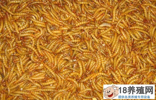 黄粉虫的几个形态特征
_昆虫养殖(养黄粉虫的技巧)