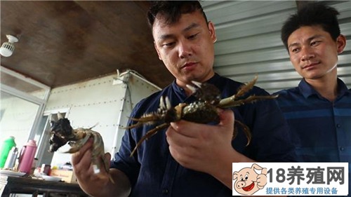 湖州卢瀛峰折腾螃蟹巧赚钱，一只大闸蟹卖到160元！
