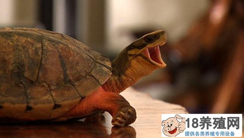 黄辉兴：一只乌龟起家 靠养殖金钱龟年收入近千万元