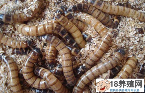 刘墉黄粉虫的低成本养殖:昆虫容易繁殖
_昆虫养殖(养黄粉虫的技巧)
