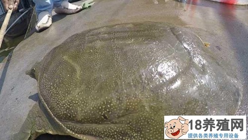 落魄的中年人刘兴权养乌龟，争取第一次机会
_水产养殖(养甲鱼的技巧)