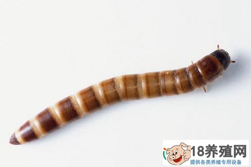 黄粉虫不同阶段的分类及幼虫取食
_昆虫养殖(养黄粉虫的技巧)