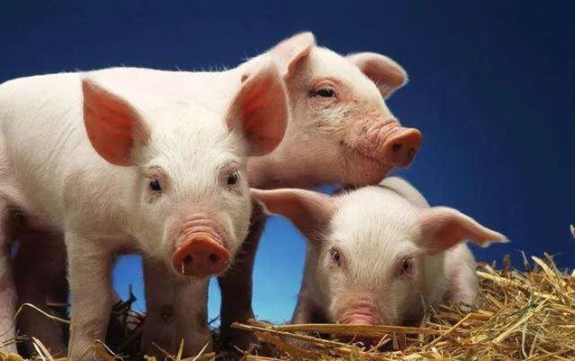 你真的知道猪为什么低温不吃东西吗？
