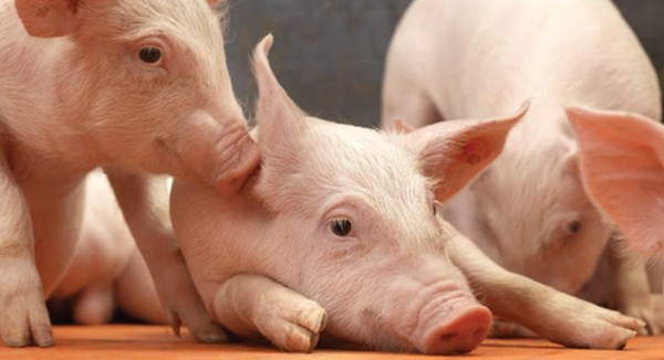 预防非洲猪瘟的生物安全解决方案
