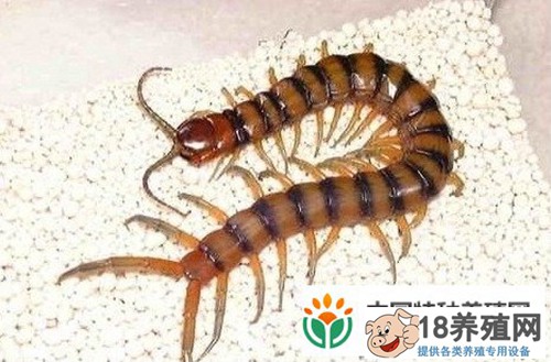 蜈蚣养殖技术要点
_昆虫养殖(养蜈蚣的技巧)