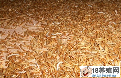 黄粉虫粪
_昆虫养殖(养黄粉虫的技巧)