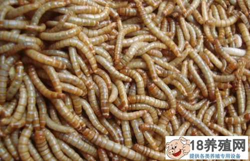 黄粉虫粪
_昆虫养殖(养黄粉虫的技巧)
