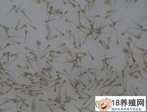 泥鳅人工催产技术
_水产养殖(养泥鳅的技巧)