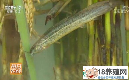 哈尼梯田水稻套养牛蛙和泥鳅效益翻番的秘密
