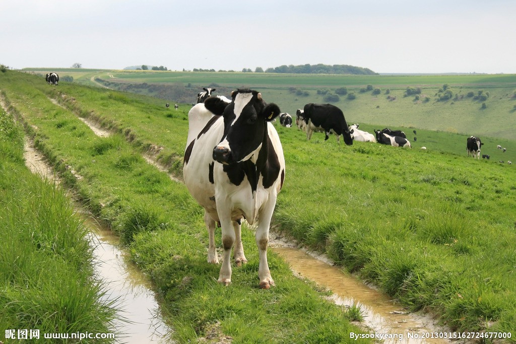奶牛饲养管理技术，奶牛饲养管理误区
