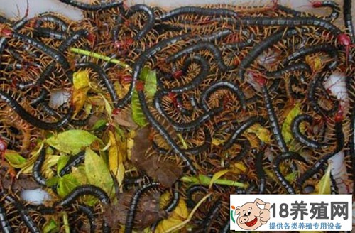 蜈蚣养殖的四大误区，养蜈蚣有哪些骗局？
_昆虫养殖(养蜈蚣的技巧)