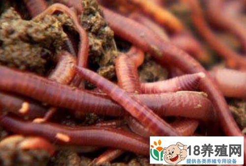 猪粪养蚯蚓:经济效益高，但技术推广难度大
_昆虫养殖(养蚯蚓的技巧)