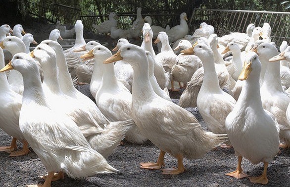 有哪些鸭容易养，容易赚钱？养1000只鸭子能赚钱吗？

