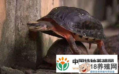 龟痴陈明球驯养乌龟年入2千万的致富经