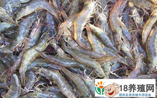 大棚养虾一年养殖3季，亩产效益可达六七万！