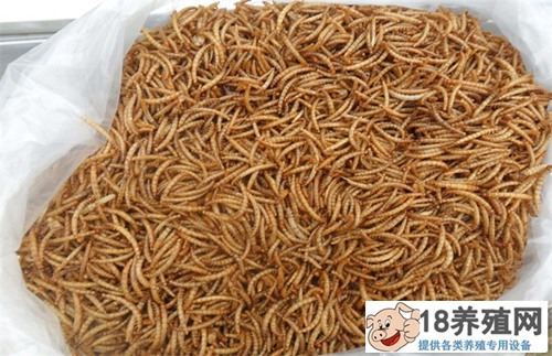 孟以每年20万的利润饲养黄粉虫，带领村民共同致富
_昆虫养殖(养黄粉虫的技巧)