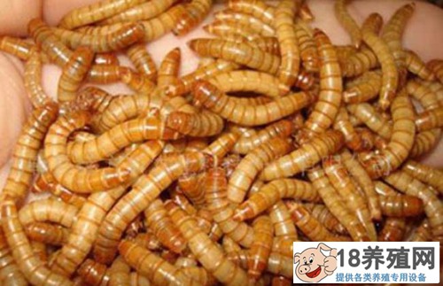 孟以每年20万的利润饲养黄粉虫，带领村民共同致富
_昆虫养殖(养黄粉虫的技巧)