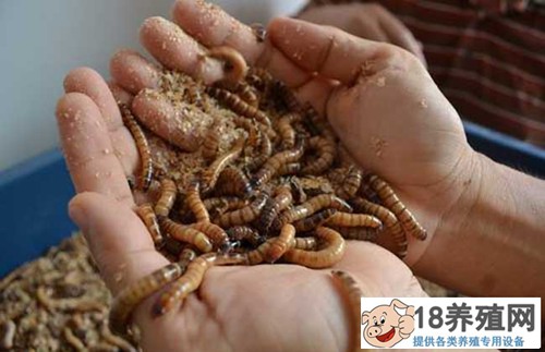 孟以每年20万的利润饲养黄粉虫，带领村民共同致富
_昆虫养殖(养黄粉虫的技巧)