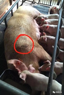 【管理】曹松荣:关心母猪健康是解决产房仔猪腹泻的根本

