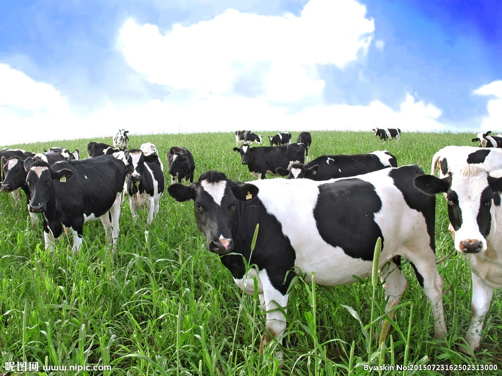 2020年4月17日部分地区奶牛价格
