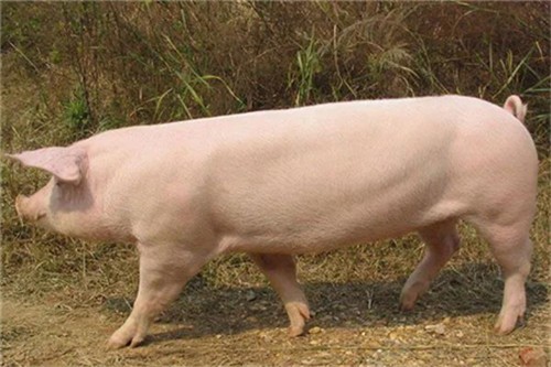 你知道小苏打在养猪上的妙用吗？
