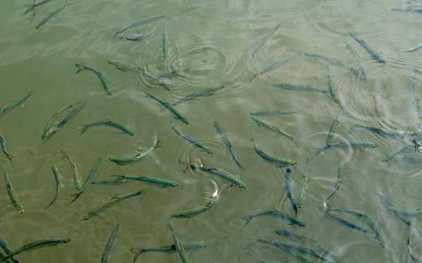 水温对鱼类的影响
