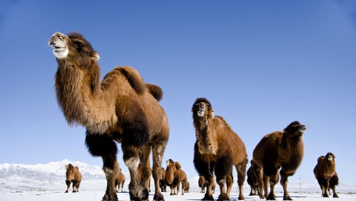 建立骆驼产业发展储备体系，出台军用骆驼保护和双峰驼良种补贴政策
